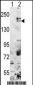 SETDB1 Antibody (C-term)