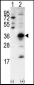 SNAI1 Antibody (N-term)