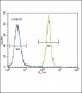 FOXP3 Antibody (C-term)