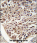 SFRS2 Antibody (N-term)