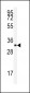 SFRS2 Antibody (N-term)