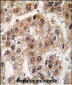 U2AF1 Antibody (Center S70)