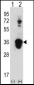 U2AF1 Antibody (Center S70)