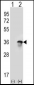U2AF1 Antibody (Center Y114)