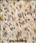 PTPN6 Antibody (Center)