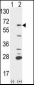 PTPN6 Antibody (Center)