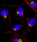 PTGS1 Antibody (C-term)