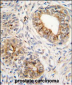 PTGS1 Antibody (C-term)