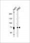 PTGS1 Antibody (C-term)