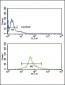 IRF5 Antibody (N-term)