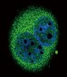 IRF5 Antibody (N-term)