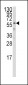 IRF5 Antibody (N-term)