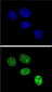 PCNA Antibody (C-term)