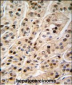 PCNA Antibody (C-term)