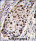 PCNA Antibody (C-term)