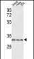 PCNA Antibody (C-term)