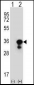 PCNA Antibody (C-term)