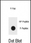 Bi-Phospho-ERK1/2(T202/Y204) Antibody