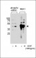 Phospho-MEK1(S222) Antibody