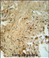 MAPK14 Antibody (T180/Y182)