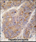 APOA2 Antibody (Center)