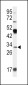 APOD Antibody (N-term)