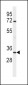 APOD Antibody (N-term)