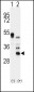 APOD Antibody (N-term)