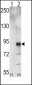 EphA5  Antibody