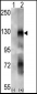 EphA6 Antibody