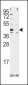 ALDH1A3 Antibody (Center)