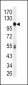 ALDH1L1 Antibody (C-term)