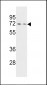 HNRPQ Antibody (C-term)