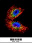 ACHE Antibody (N-term)