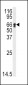 AGT Antibody (N-term)