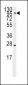 ARTS1 Antibody (Center)