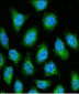 AP7873a-GAPDH-Antibody-N-term