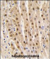 GAPDH Antibody (N-term)