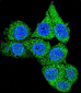 AP7873b-GAPDH-Antibody-C-term-R248