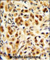 GAPDH Antibody (C-term R248)