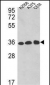 GAPDH Antibody (C-term R248)