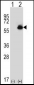 ALDH4A1 Antibody (C-term)