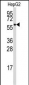 ALDH4A1 Antibody (Center)