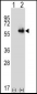 ALDH4A1 Antibody (Center)