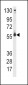 CYP2C9 Antibody (Center)