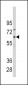 CYP1B1 Antibody (Center)