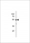 AP7892b-CYP26C1-Antibody-C-term