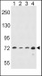 ALOX15 Antibody (C-term)