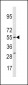 CYP11A1 Antibody (N-term)