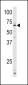 CYP1A1 Antibody (C-term)